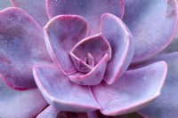 Graptopetalum paraguayense  close-up