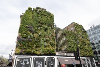 Vertical planting on Bressendon Place in the centre of London