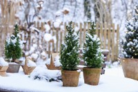 Table arrangement of Picea glauca 'Conica'  in a ceramic pot  surrounded by snow and  wooden stars with view into the snow covered garden