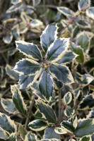 Ilex aquifolium 'Argentea marginata pendula' holly