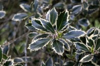 Ilex aquifolium 'Handsworth New Silver' holly