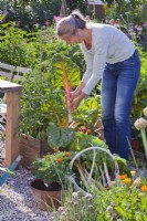 Woman picking container-grown vegetables - Swiss chard.