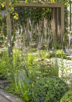 Contemporary garden design with Taxus, spring May