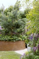 Contemporary container of rusted metal with Pinus underplanted with shade-loving perennials, spring May
