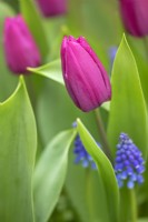 Tulipa 'Purple Prince' with Muscari - April