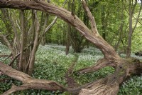 A wooded glade with a carpet of Allium ursinum wild garlic under a canopy of fagus beech trees. Stoughton East Sussex 