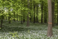 A wooded glade with a carpet of Allium ursinum wild garlic under a canopy of fagus beech trees. Stoughton East Sussex. Certain trees sprayed with an orange stripe indicating they are to be felled.