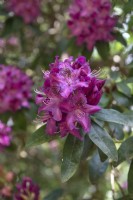 Rhododendron 'Sir Isaac Newton'