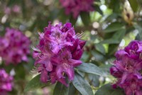 Rhododendron 'Sir Isaac Newton'