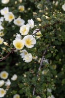 Rosa spinosissima 'Dunwich'