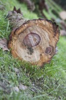 Detail of decorative tree markings where a branch was severed from the trunk of Araucaria araucana syn. monkey puzzle, Chilean pine.