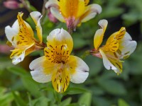 Alstroemeria Hatch hybrid  May Spring