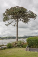 Mature, fruiting, male, Victorian Araucaria araucana syn. monkey puzzle growing beside the coast at Ferryside, south Wales. 

Exposed to strong winds is probably responsible for its limited growth.