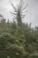 A dead Araucaria araucana syn. monkey-puzzle, Chilean pine.  probably a Victorian tree it died in the early 21st century. A tall and healthy 'sprout' or seedling is growing close by its trunk, over 10m estimated height in 2022.