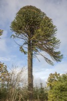 Male, fruiting Araucaria araucana syn. monkey puzzle near  Llangernyw.

The trees date back to the Hafodunos Araucaria araucana avenues planted in the 19th century by Henry Robertson Sandbach on his nearby Hafodunos estate.