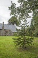 The 'Millennium' Araucaria araucana syn. monkey puzzle, Chilean pine planted in 2000 on the south-side of St. Mark's churchyard at Ysfa, Nantglas. 

