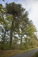 Looking along the line of 26 Araucaria araucana syn. monkey puzzle, Chilean pine which border the public road for   2.2km/1.3 miles near  Llangernyw.
  
In 2021, the 26 trees included 11 fruiting females and 12 fruiting males.