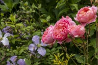 Rosa 'Boscobel' with lilac clematis in background.