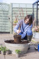 Woman planting blueberry bush in metal basin
