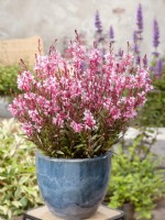 Gaura lindheimeri Herbert in pot, autumn September