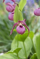 Cypripedium philipp gx Kentucky Pink - Lady's slipper orchid
