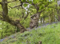 Quercus robur - Old Oak tree and Bluebells