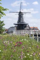 Haarlem The Netherlands. 
Corner of the roadway and canal left fallow and sown with wild flowers to encourage the bio-diversity in the neighbourhood. 