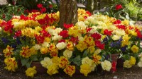 A collection of tulips in pots arranged around the base of a tree - Tulipa 'Monte Carlo', Tulipa 'Monsella', Tulipa 'Verona' and Tulipa 'Abba'