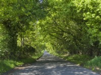 Oak bordered country lane in Spring - Norfolk.