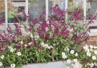 Plant container with Salvia and Gaura, summer July