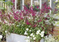 Plant container with Salvia and Gaura, summer July