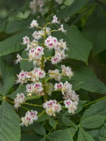 Aesculus hippocasteanum Horse Chestnut flowers late May