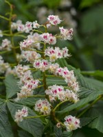 Aesculus hippocasteanum Horse Chestnut flowers late May