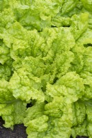 Lactuca sativa - Lettuce 'Australian Yellow'