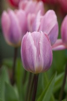 Tulipa - Tulip 'Light and Dreamy'