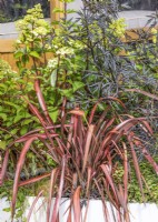 Plant container with Phormium, summer August