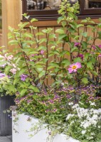 Plant container with Hydrangea, summer July