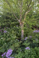 Border detail including Thalictrum Black Stockings - meadow rue Black Stockings, Anemone leveillei, Cirsium rivulare Trevor's Blue Wonder - plume thistle, Cenolophium denudatum - Baltic parsley, 
Aruncus Fairy Hair - goat's beard Fairy Hair and Betula nigra - black birch.

Horatio's Garden at RHS Chelsea Flower Show 2023.

Design: Harris Bugg Studio