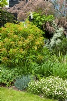 Euphorbia mellifera in border with overhanging Tamarisk and assorted perennial planting - Open Gardens Day, East Bergholt, Suffolk