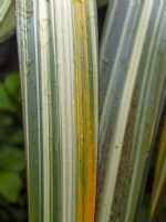 Phormium 'Duet' - New Zealand flax May Spring