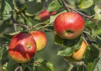 Malus domestica Rubinola, summer July