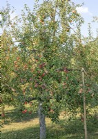 Malus domestica Reanda, summer July