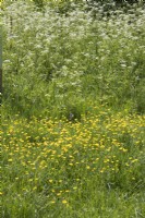 Ranunculus acris Anthriscus syvestris flowering in a wild flower meadow