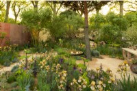 Groups of Benton Irises mixed with low level plants and trees in the Nurture Landscapes Garden, a show garden designed by Sarah Price at the RHS Chelsea Flower Show 2023