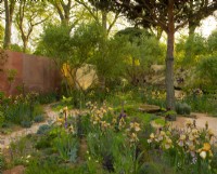Groups of Benton Irises scattered around the Nurture Landscapes Garden, a show garden designed by Sarah Price at the RHS Chelsea Flower Show 2023