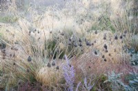 View of the Mediterranean area in the contemporary walled Paradise Garden, in Autumn. Planting includes Stipa gigantea, Allium sphaerocephalon and Stachys byzantina 'Big Ears' 