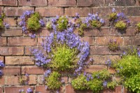 Campanula poscharskyana growing on brick wall