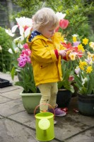 Toddler looking at a daffodil in a container in Spring