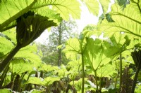 Gunnera manicata with green fresh leaves in June