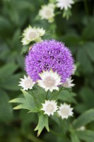 Allium hollandicum 'Purple Sensation' and Astrantia Buckland -  Ornamental onion and Masterwort